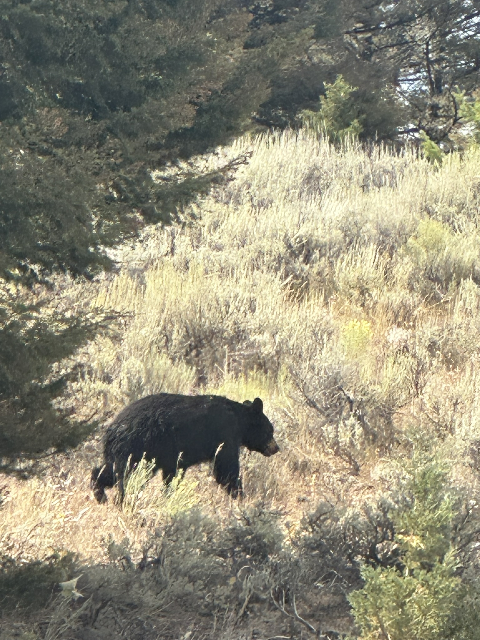 Yellowstone And Grand Teton National Parks - Image 706